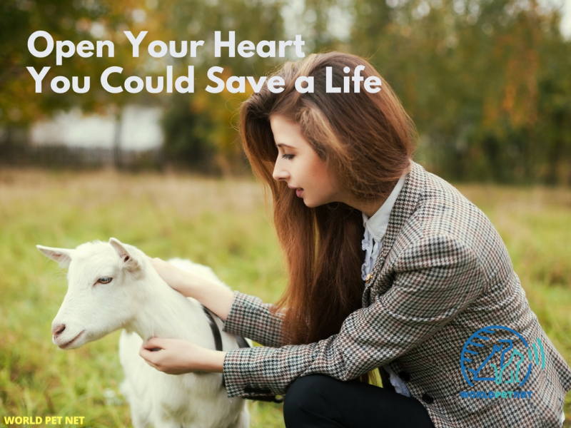 Chipmärk och registrera ditt djur i world pet net